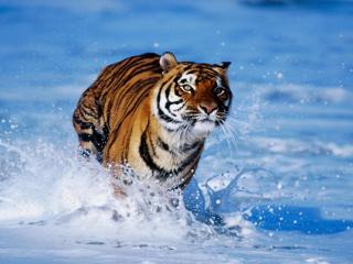 Running Tiger