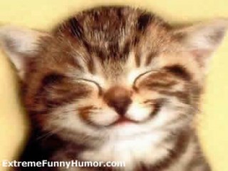 Smiling kitten